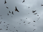 FZ015599 Red kites (Milvus milvus).jpg